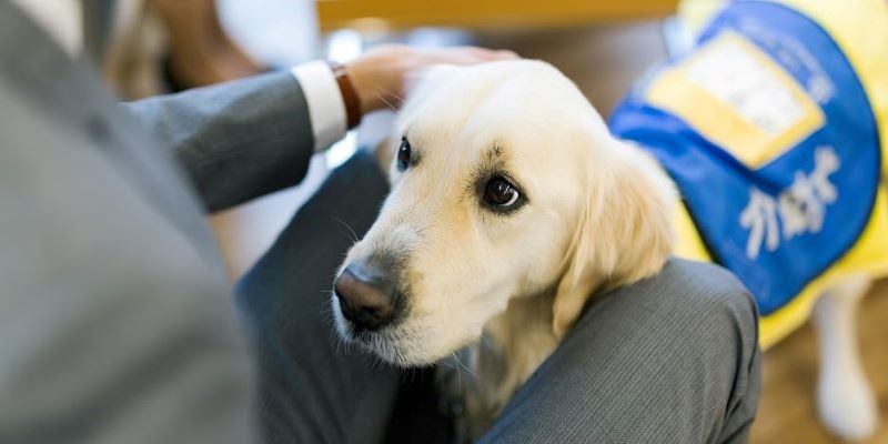子犬をリードで訓練する方法